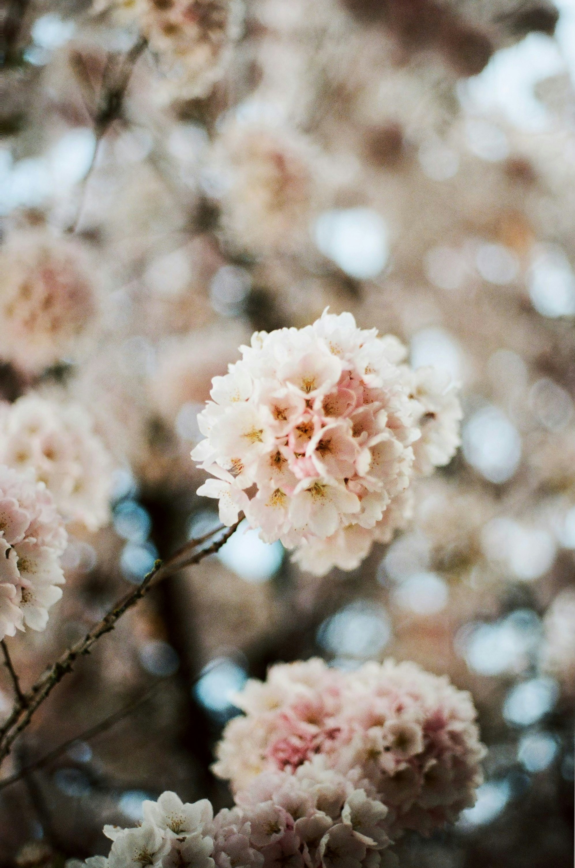 white flower in tilt shift lens