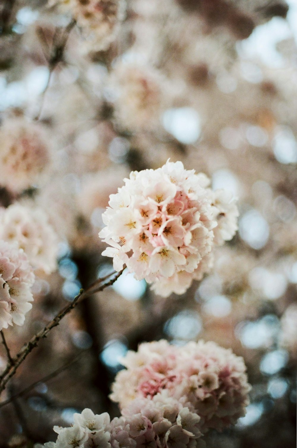 white flower in tilt shift lens