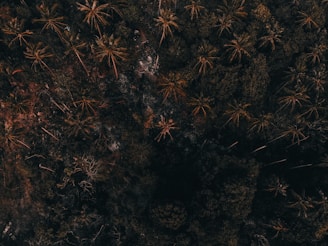 Aerial view of a dense forest area primarily consisting of tall palm trees. The image features a mix of green foliage and brown tones from the canopy overhead, with some parts of the forest floor visible through the gaps.