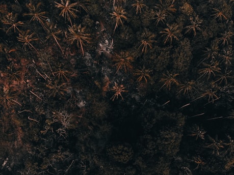 Aerial view of a dense forest area primarily consisting of tall palm trees. The image features a mix of green foliage and brown tones from the canopy overhead, with some parts of the forest floor visible through the gaps.