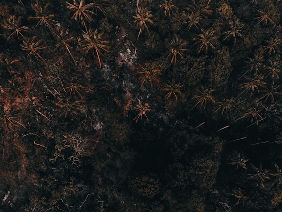 Aerial view of a dense forest area primarily consisting of tall palm trees. The image features a mix of green foliage and brown tones from the canopy overhead, with some parts of the forest floor visible through the gaps.