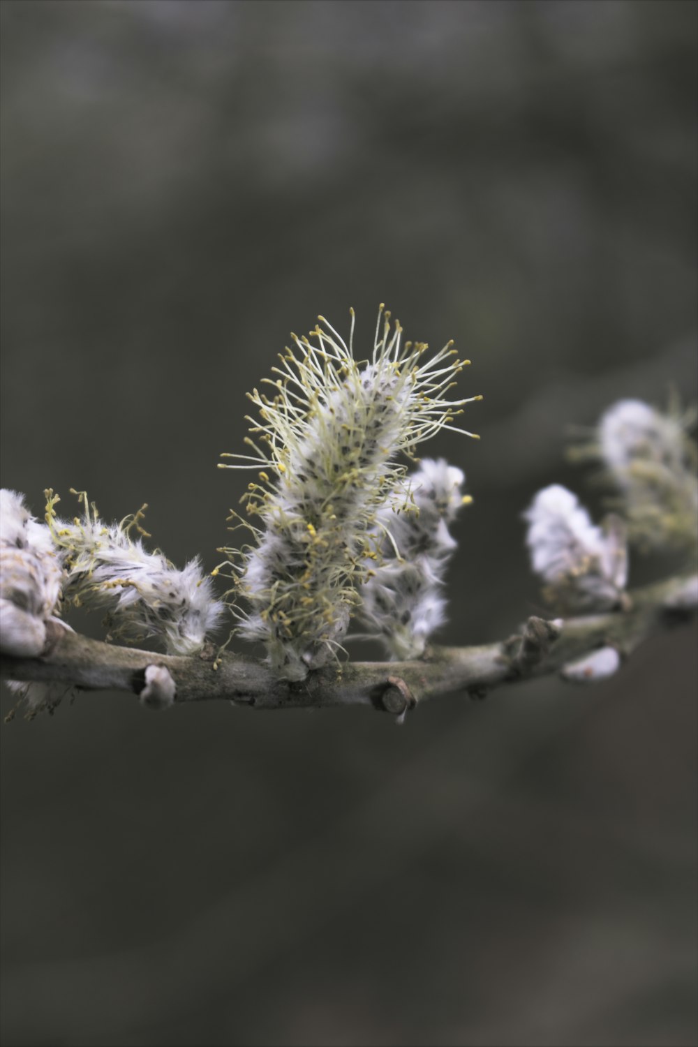 white flower on brown stem