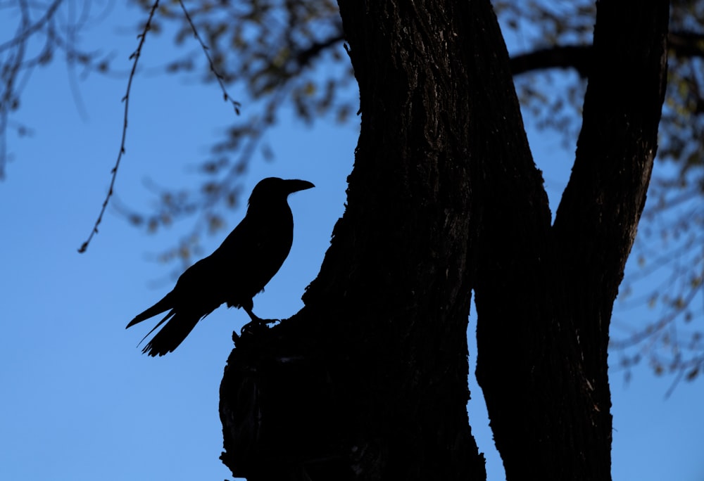 uccello nero sul ramo dell'albero durante il giorno