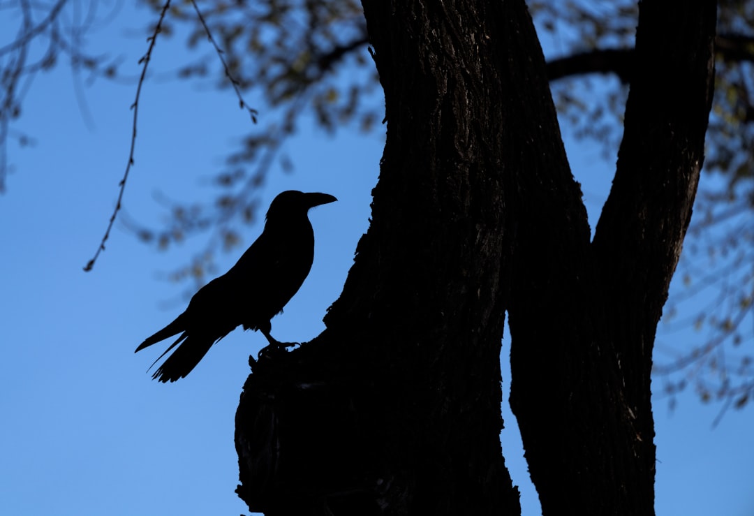  black bird on tree branch during daytime black bird