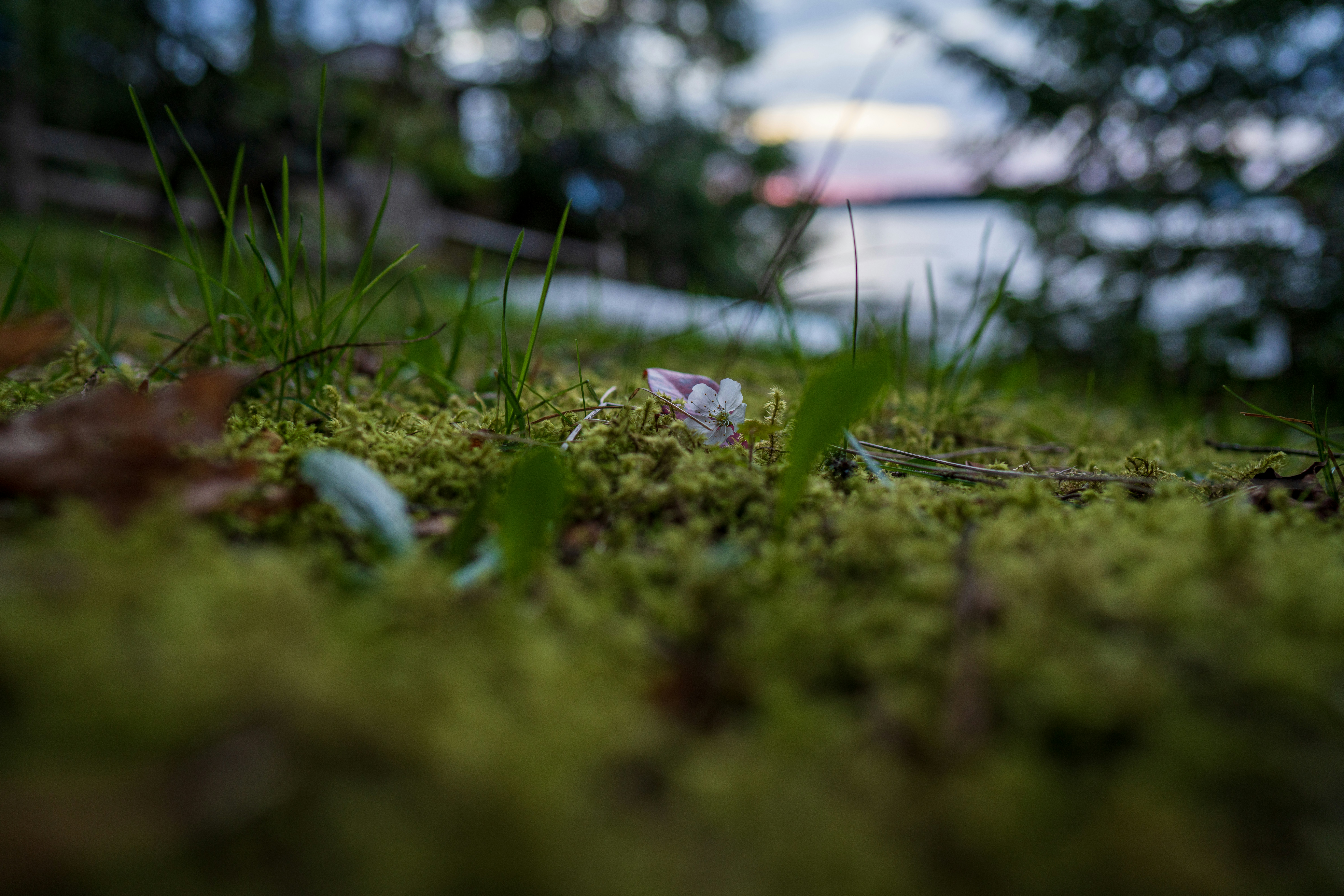 green grass with water droplets