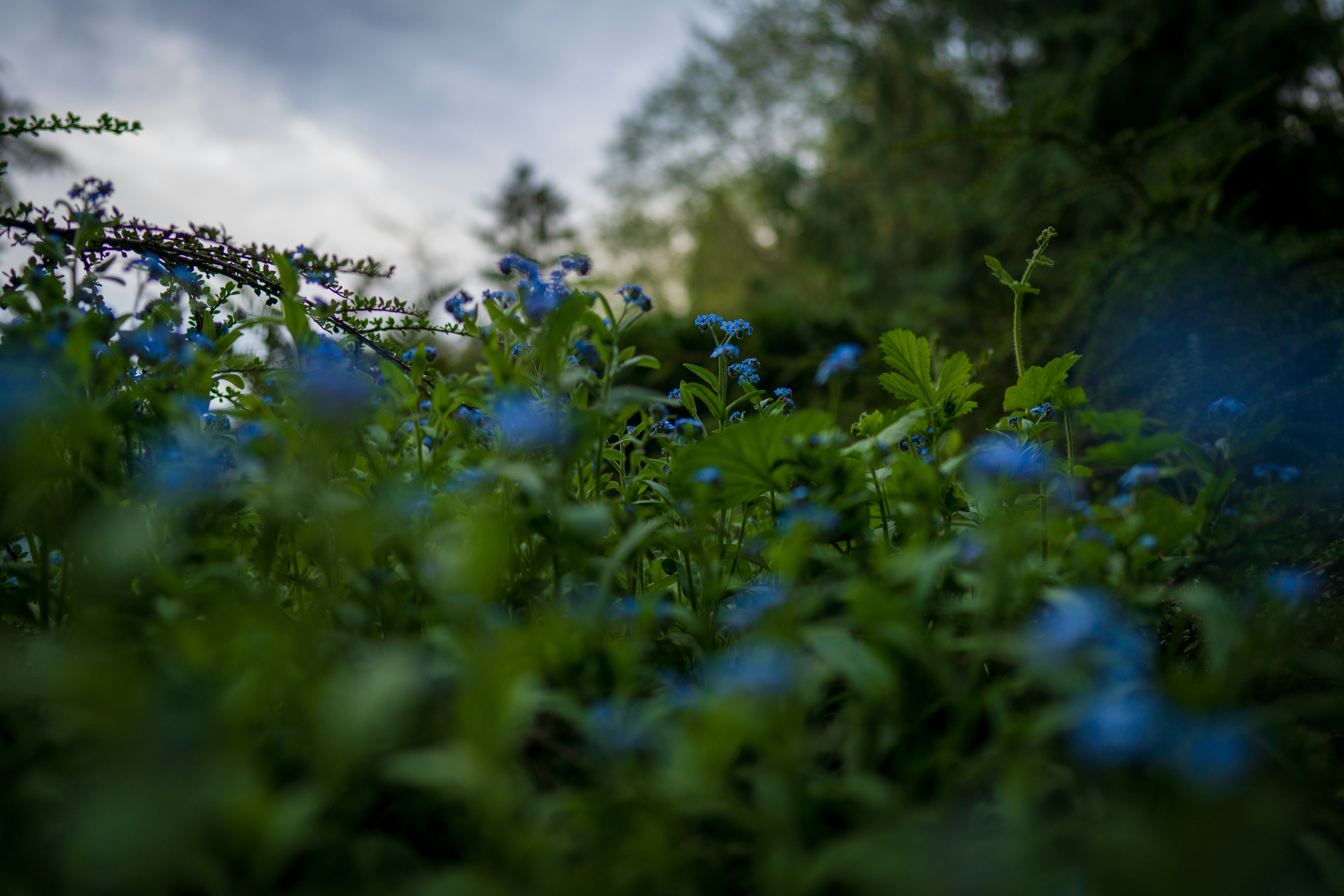Photo by wanderingcrow