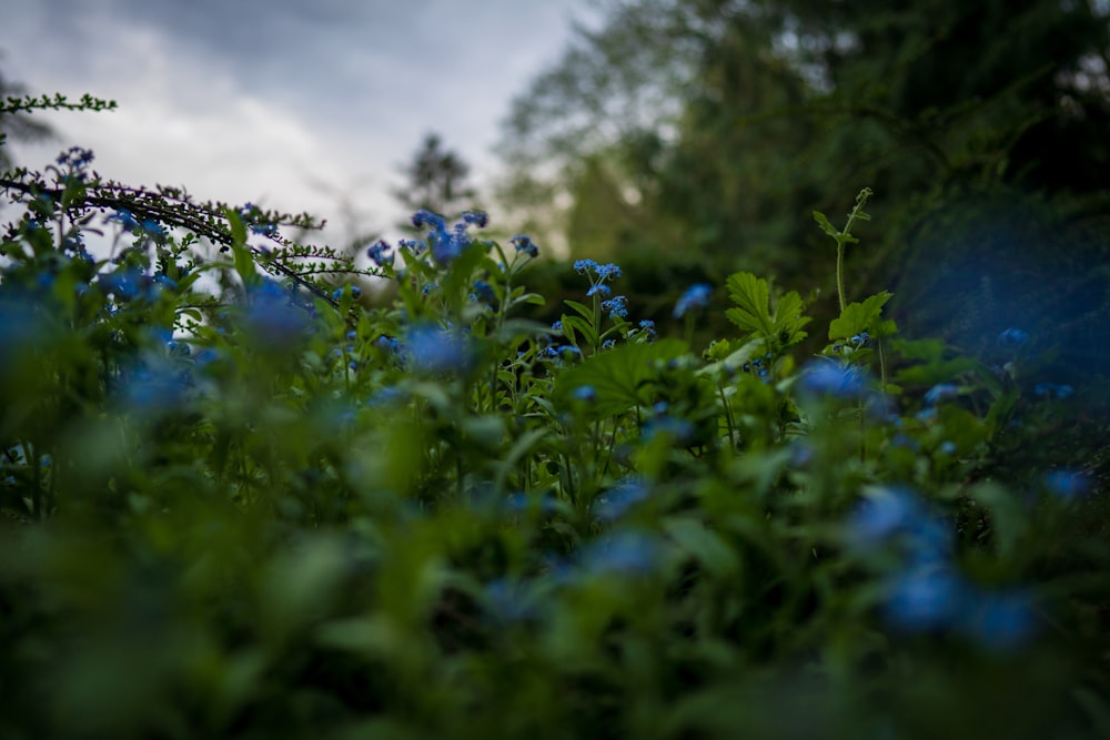 fleurs bleues sous des nuages blancs pendant la journée