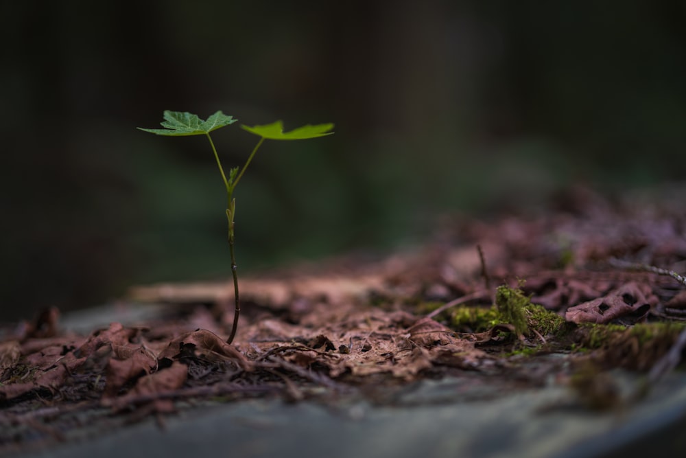 green leaf plant on brown soil