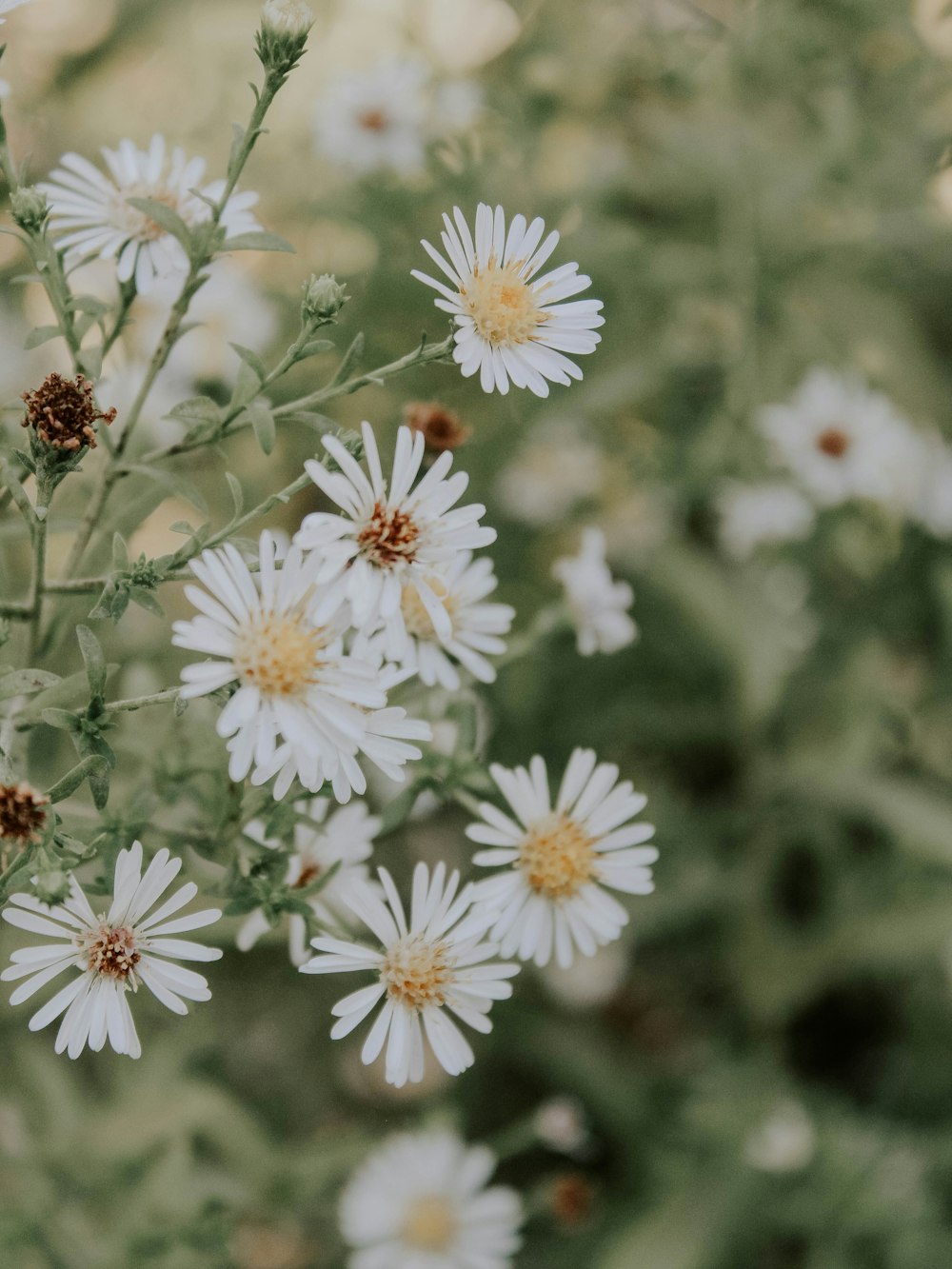 white and brown flowers in tilt shift lens