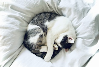 white and black cat lying on white textile