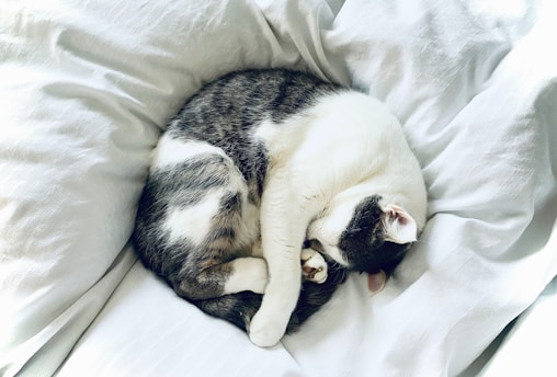 white and black cat lying on white textile