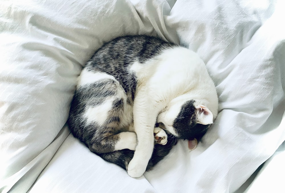 white and black cat lying on white textile