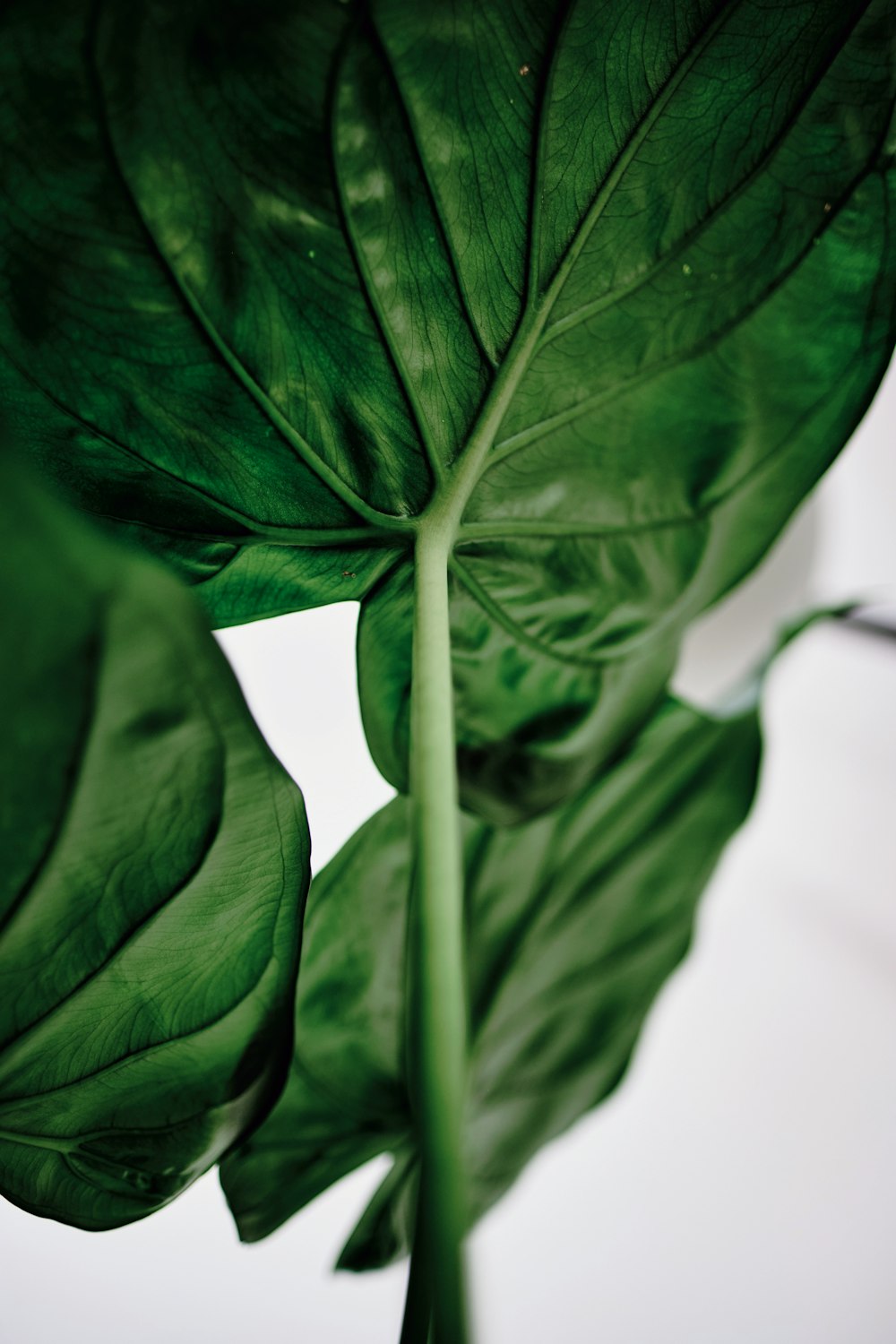 green leaves in close up photography