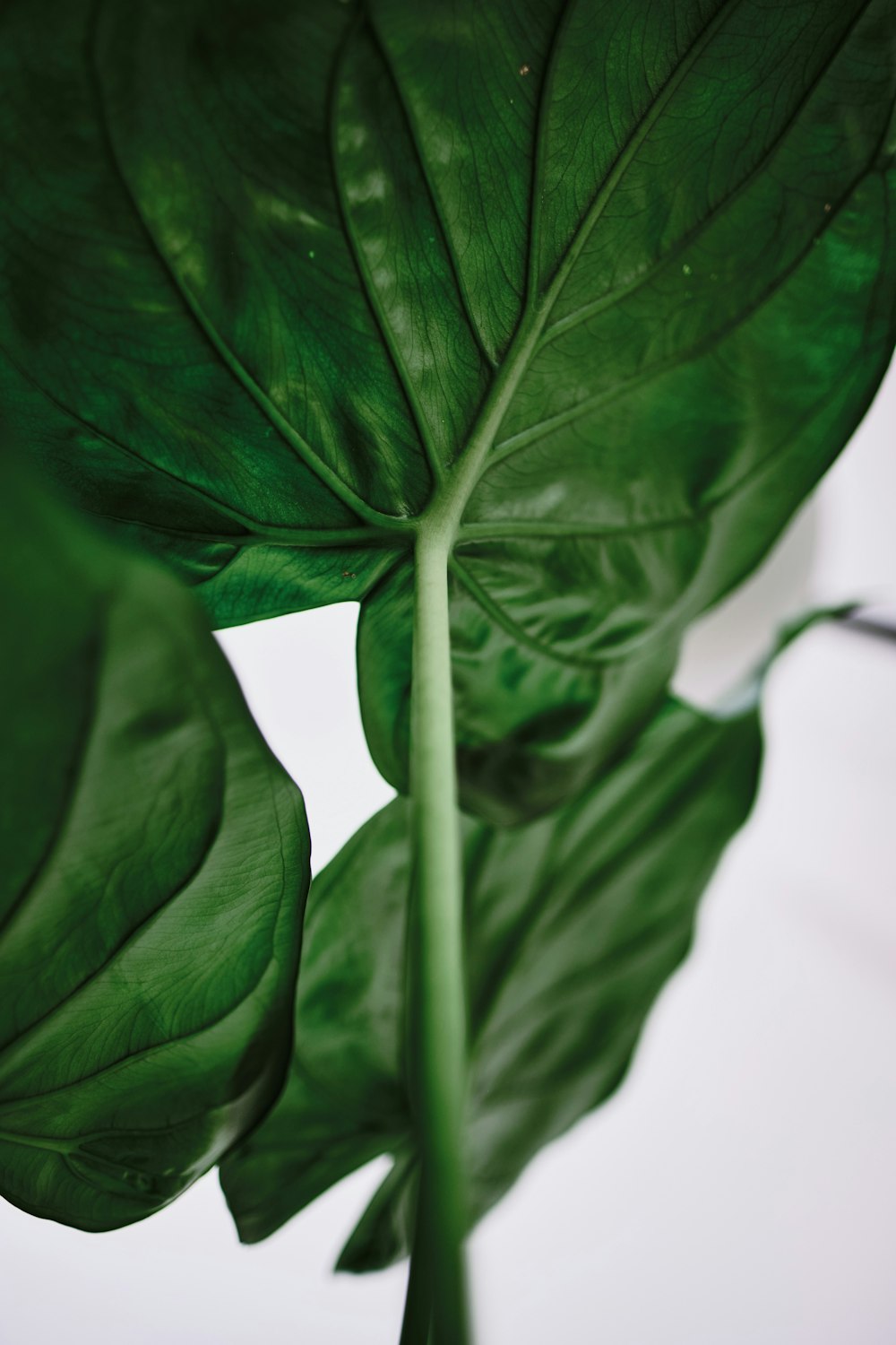 green leaves in close up photography