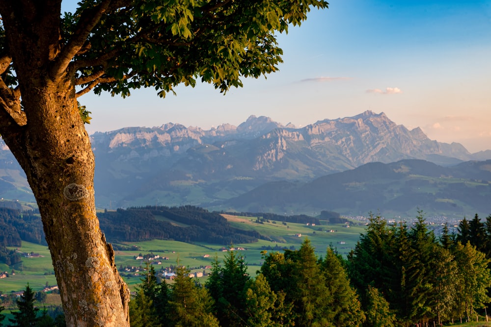 green trees near mountain during daytime