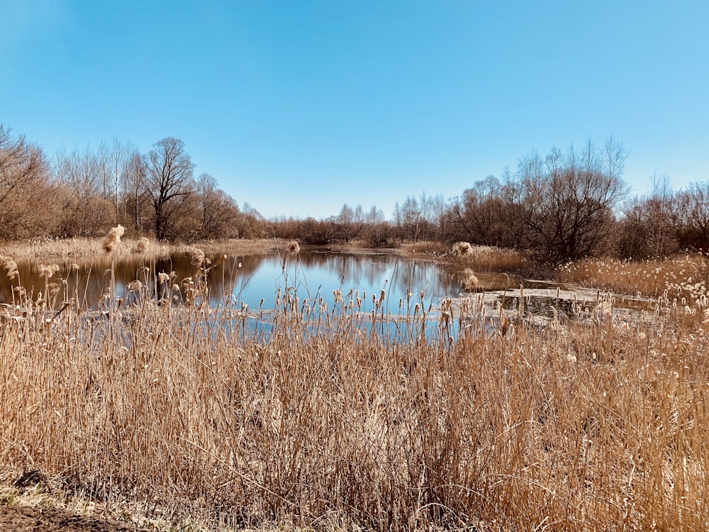 Hierba marrón cerca del lago bajo el cielo azul durante el día