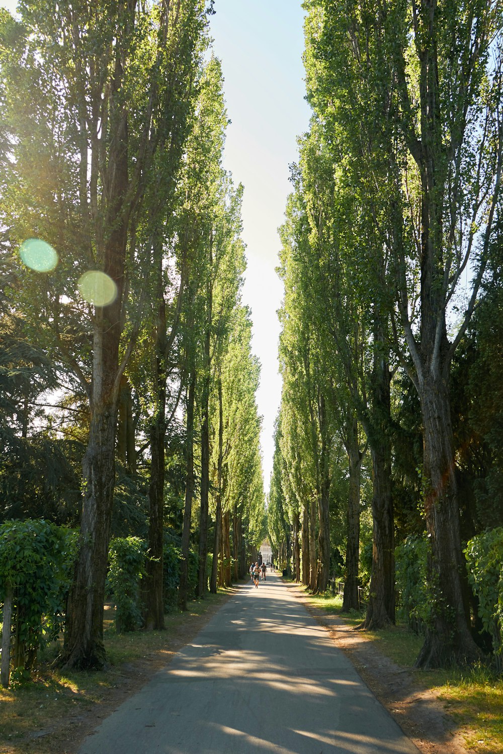 a person riding a bike down a tree lined road