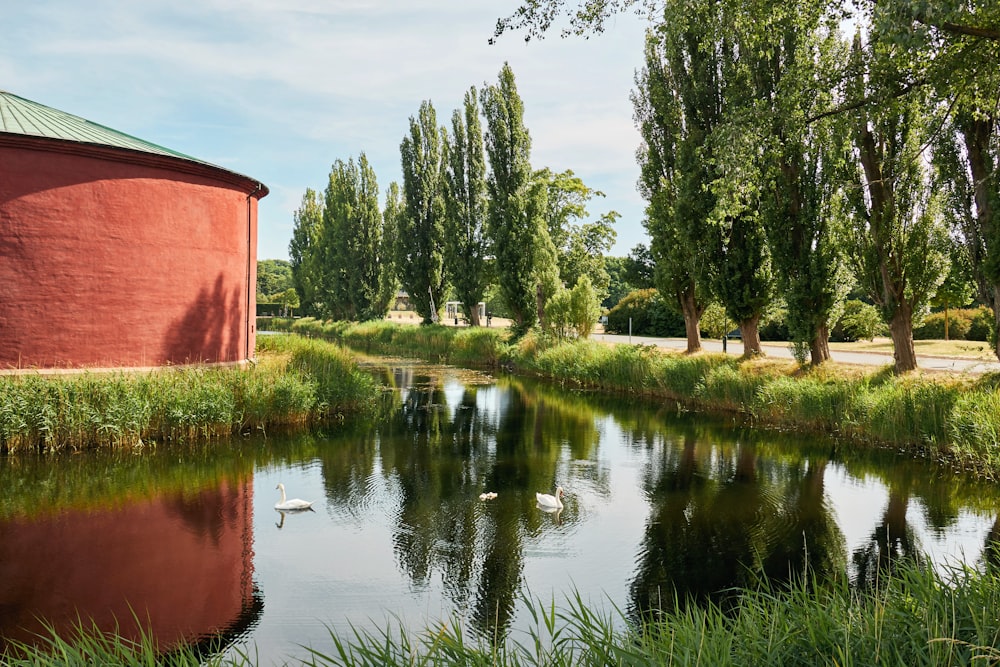 green trees beside river during daytime