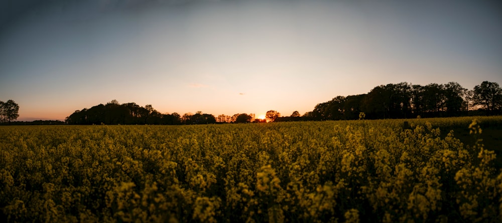 yellow flower field during sunset