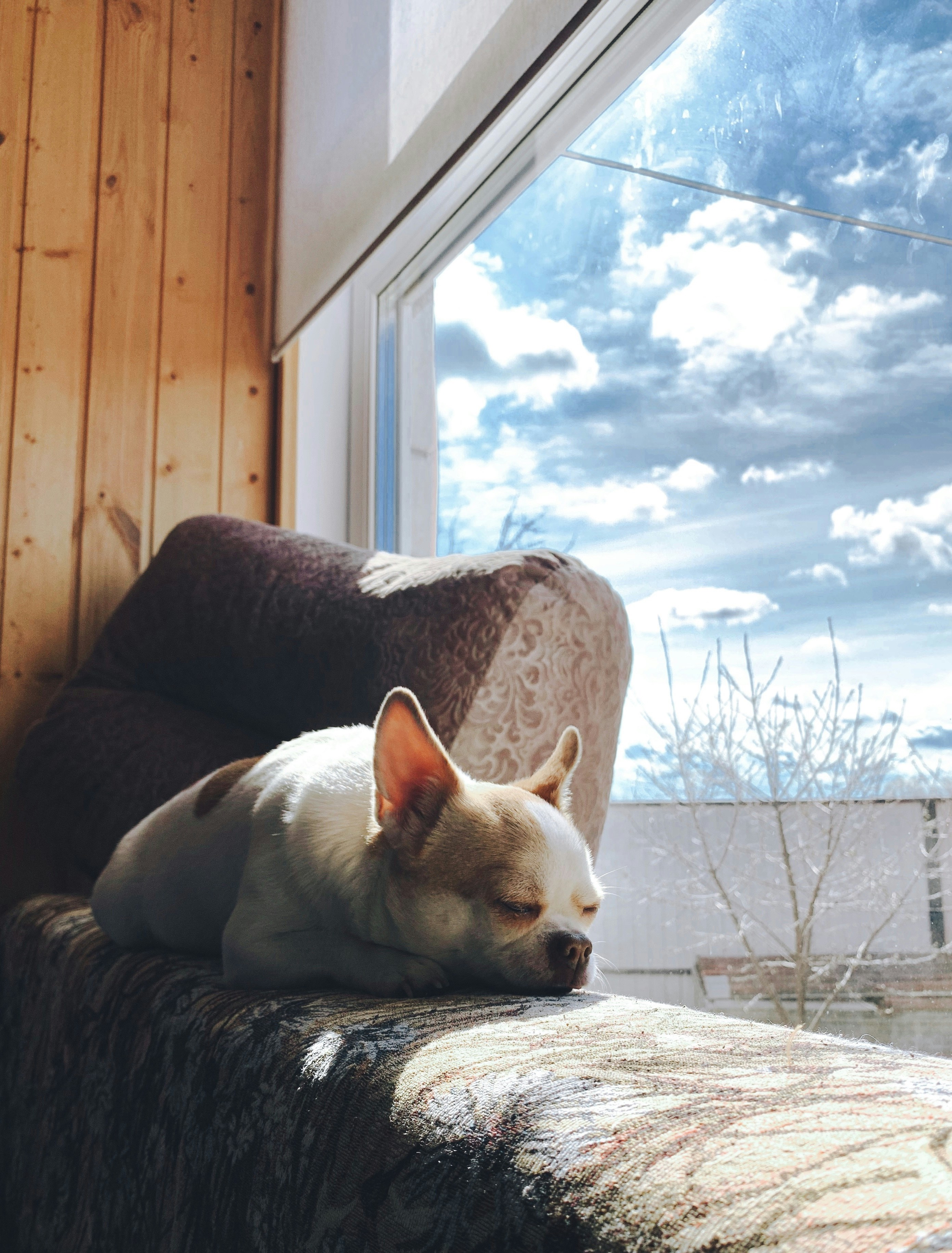 white chihuahua lying on brown and white floral sofa