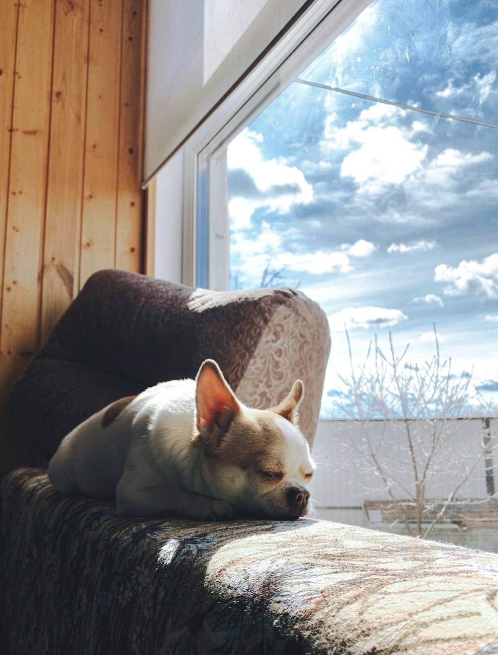 white chihuahua lying on brown and white floral sofa