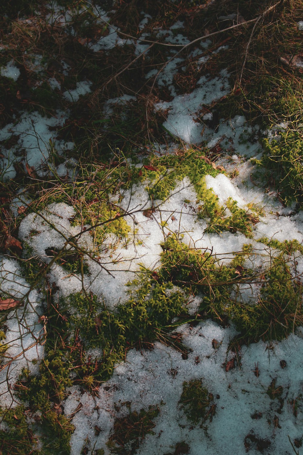 grüne und braune Blätter auf schneebedecktem Boden