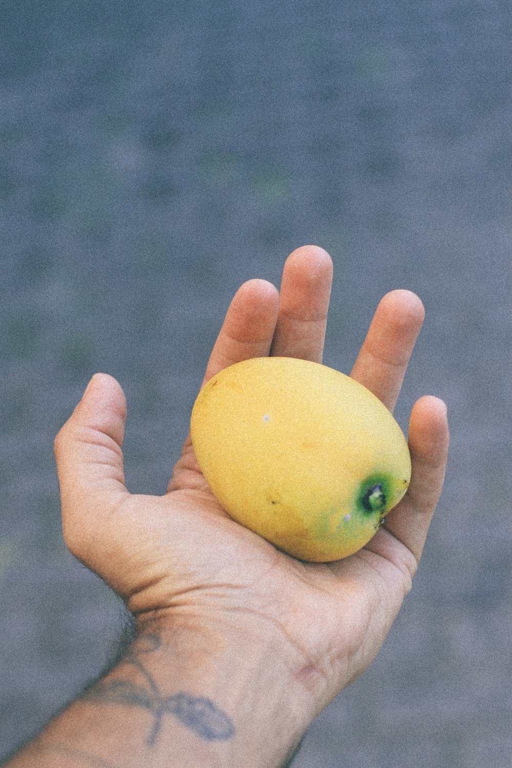 yellow lemon on persons hand