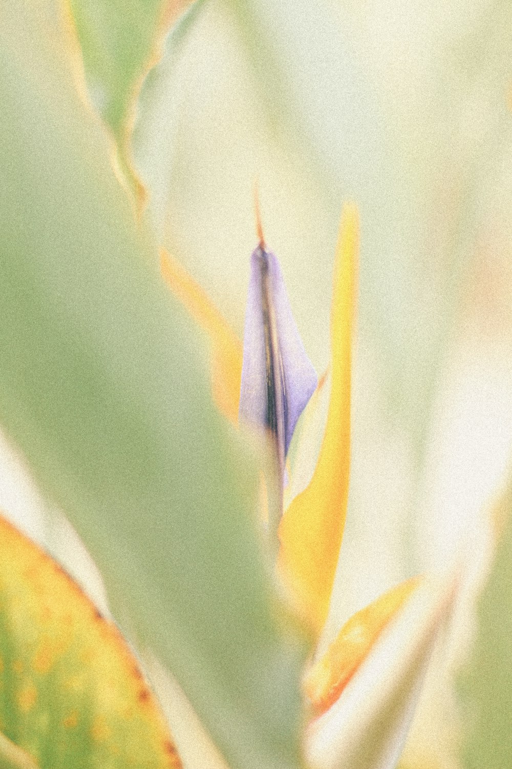 yellow and green flower bud