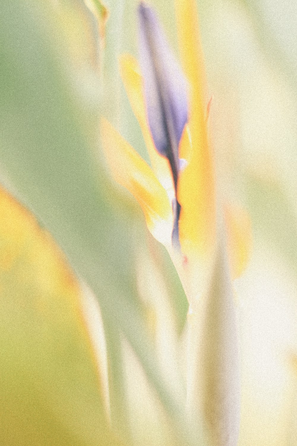 yellow and red flower in macro lens