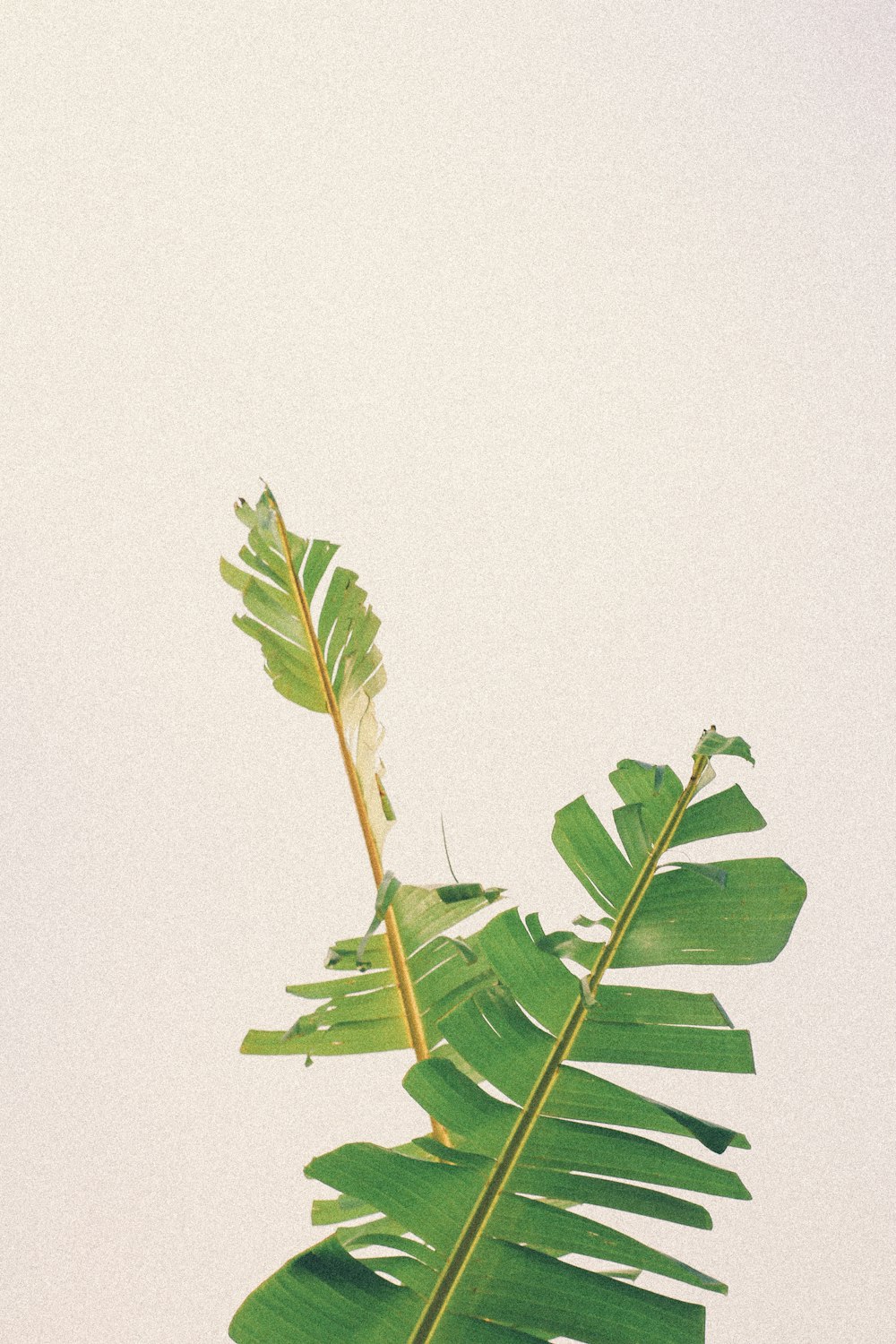 green leaf on white background