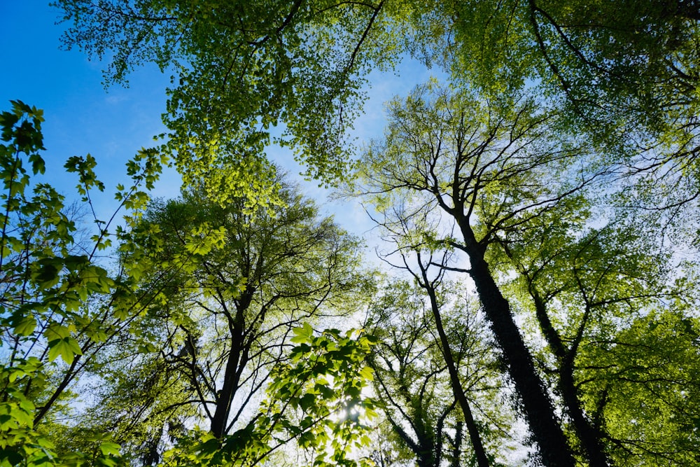 árvores verdes sob o céu azul durante o dia