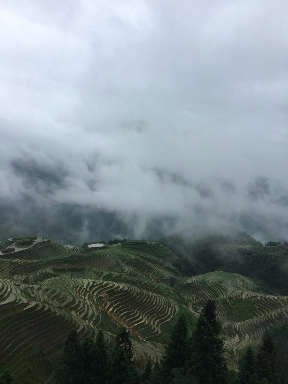 green rice field under white clouds
