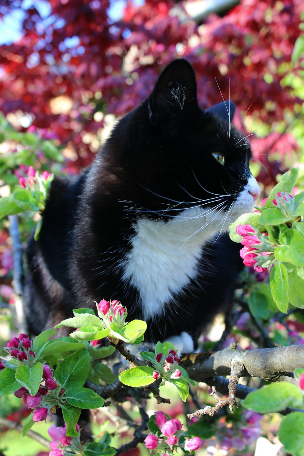 tuxedo cat on brown tree trunk