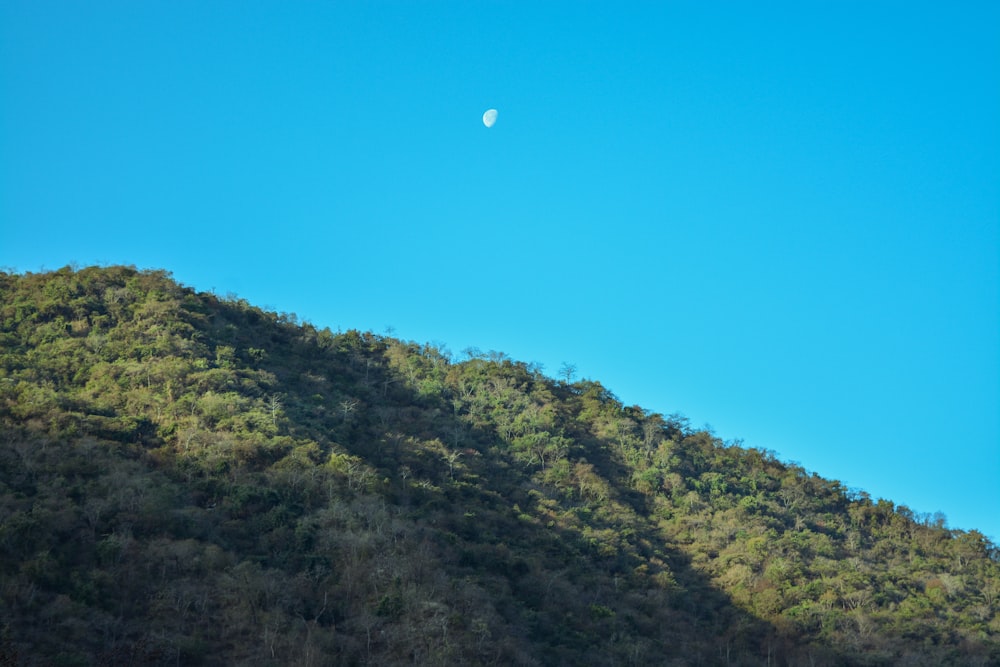 alberi verdi sulla montagna sotto il cielo blu durante il giorno