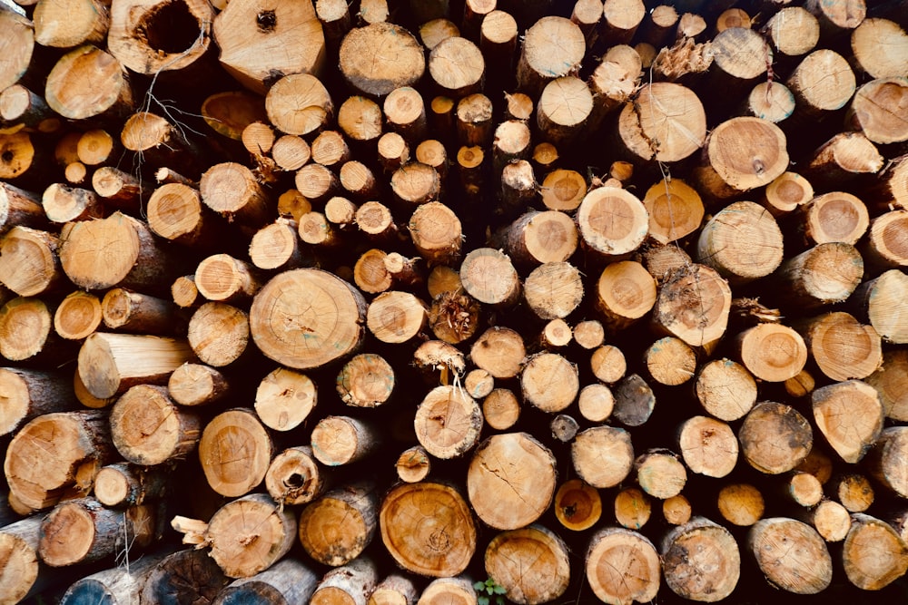 Troncos de madera marrón en fotografía de primer plano