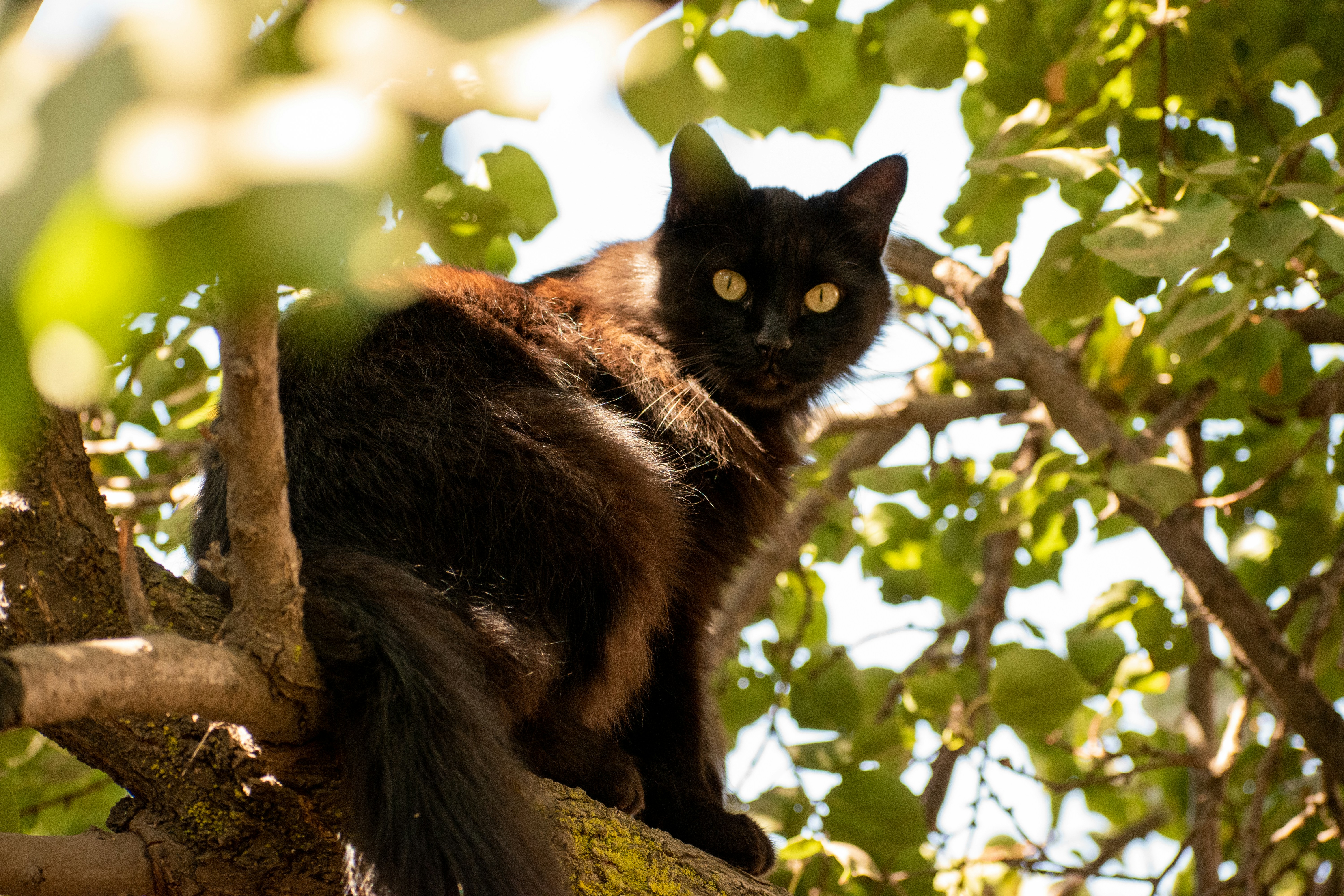 black cat