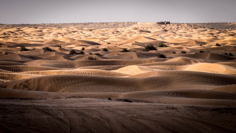 una gran cantidad de dunas de arena en el desierto