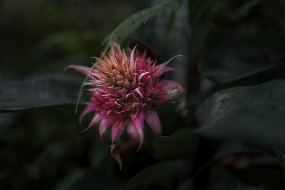 pink flower in tilt shift lens