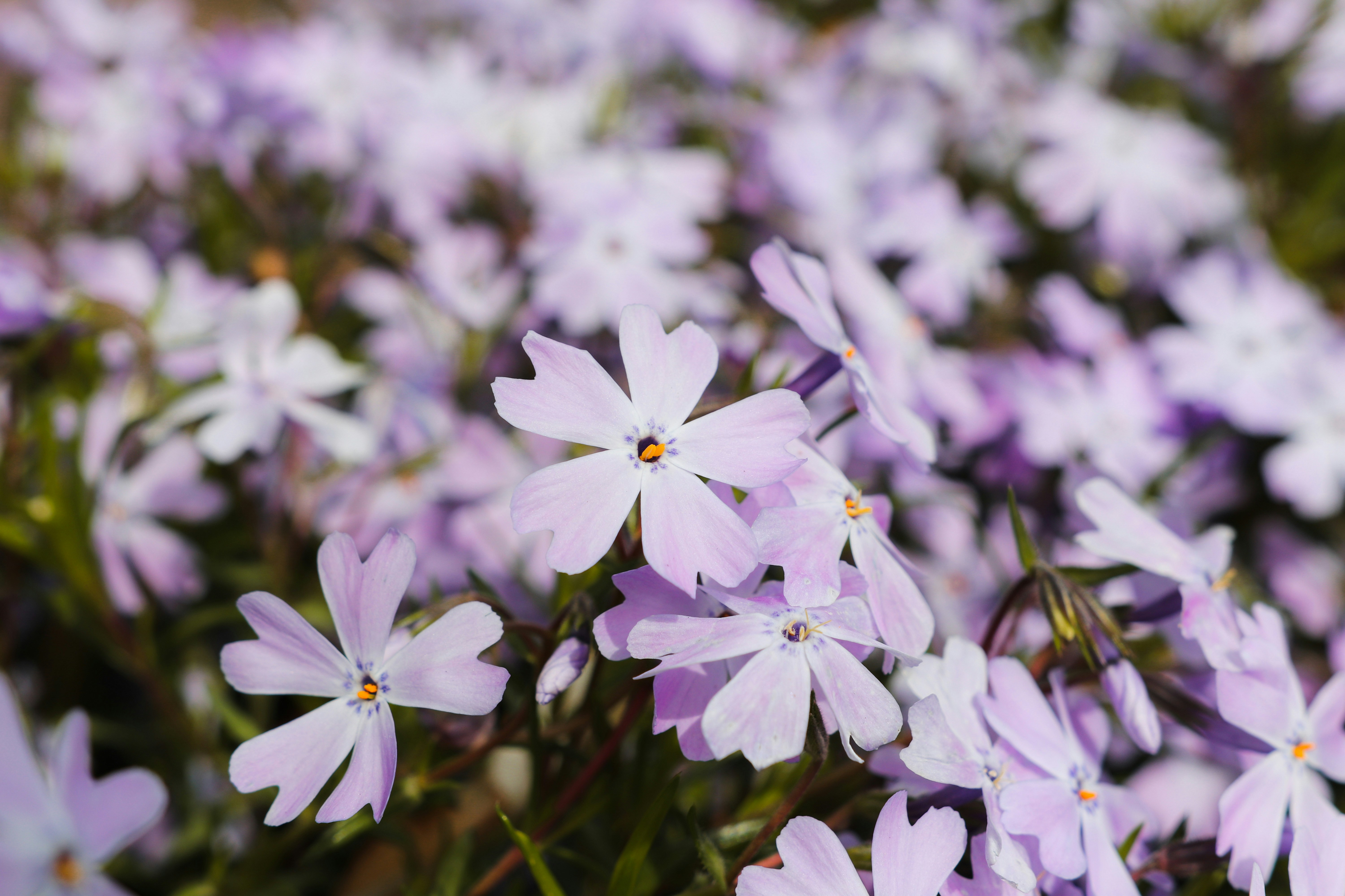 Photo by create4eyes