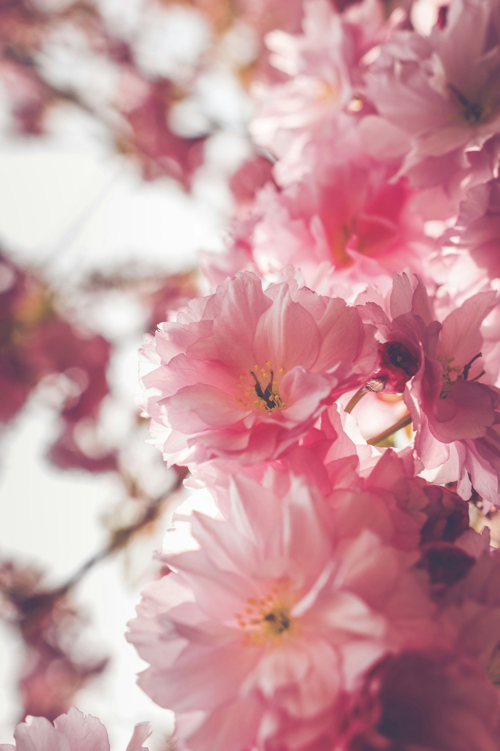 pink flower in tilt shift lens