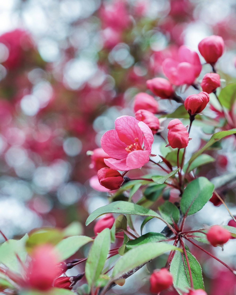 red flower with green leaves