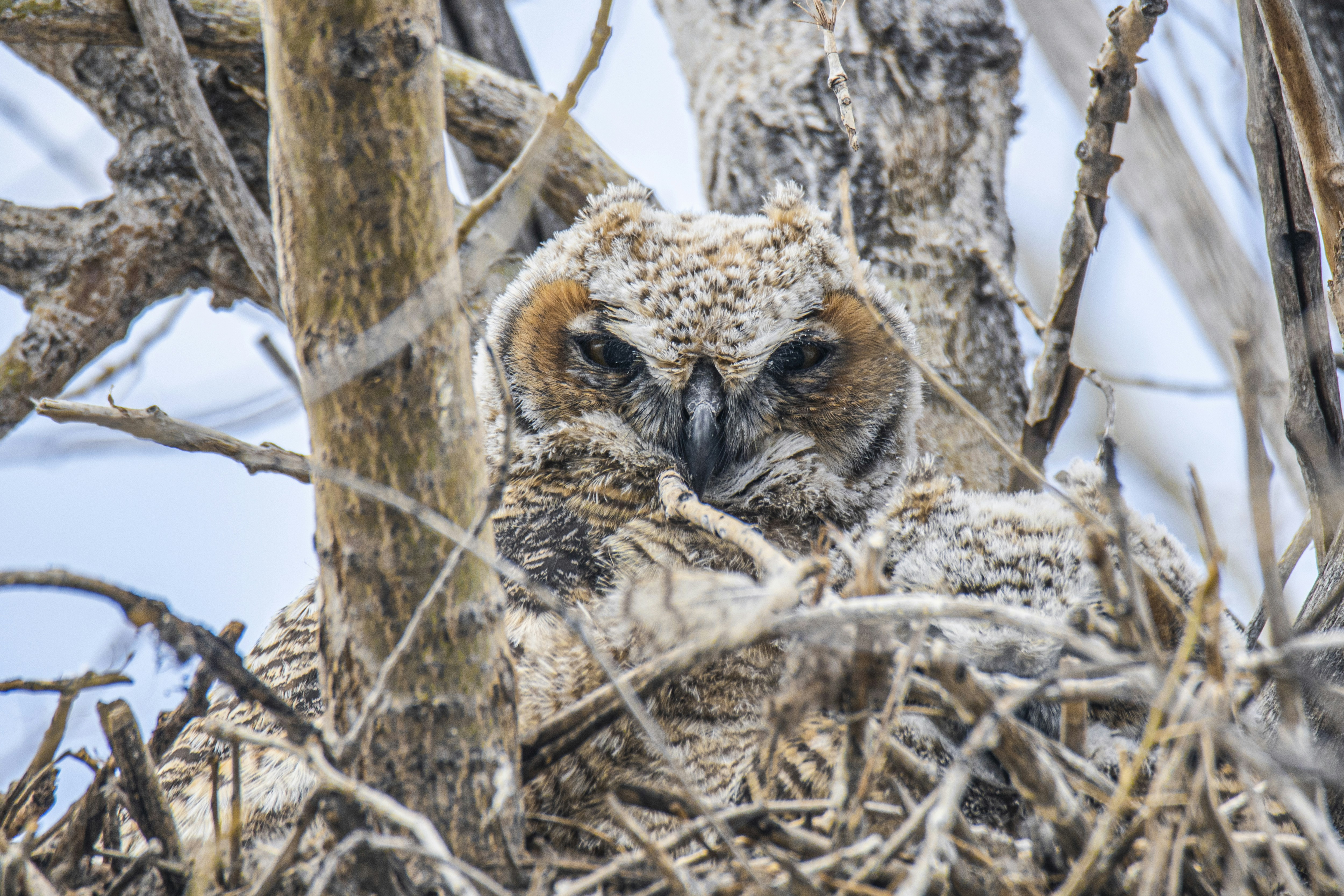 Un gufo seduto sulla cima di un nido in un albero foto – Immagine gratis di  Animale su Unsplash, image size:3000x2000