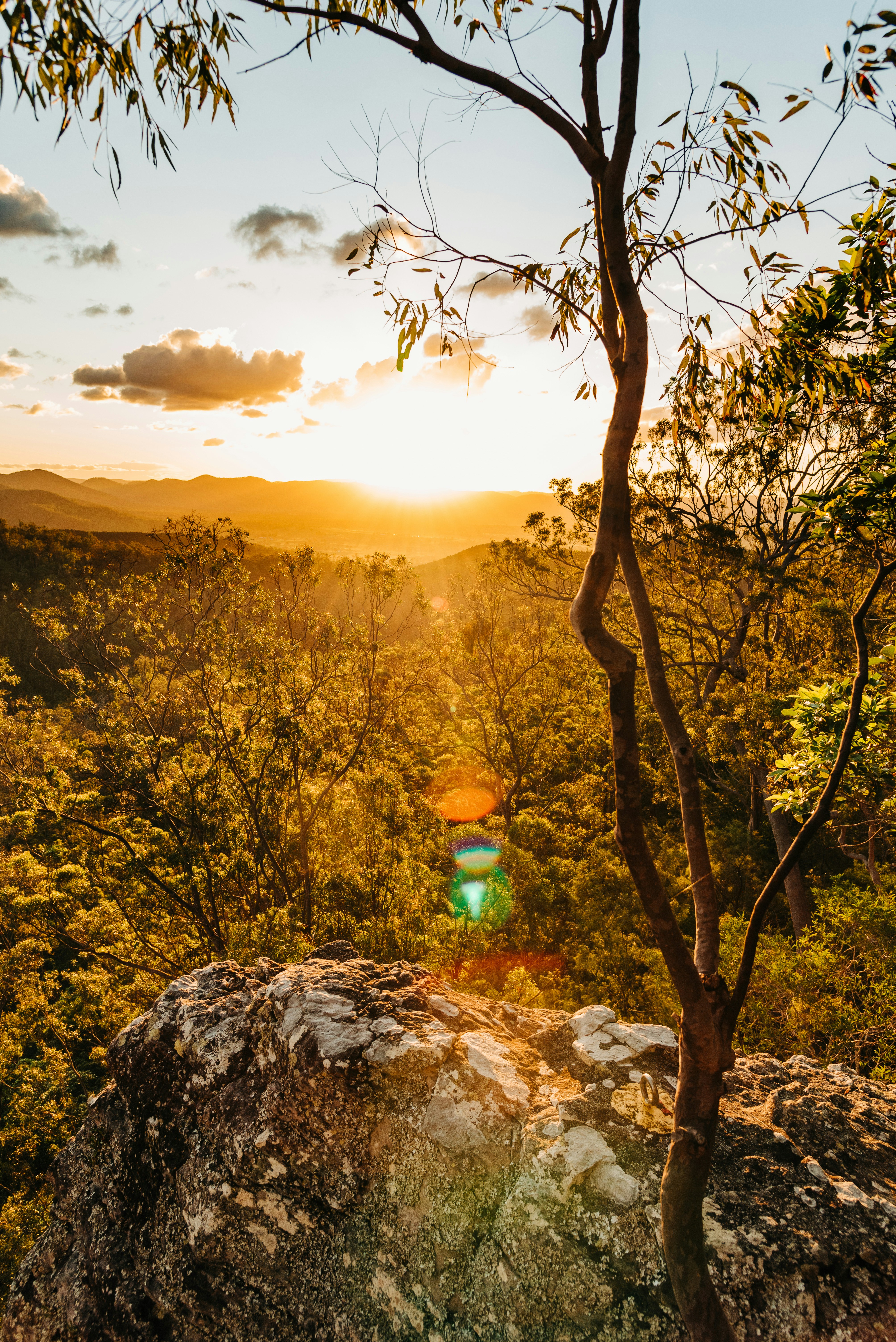 árboles verdes en la montaña durante la puesta del sol