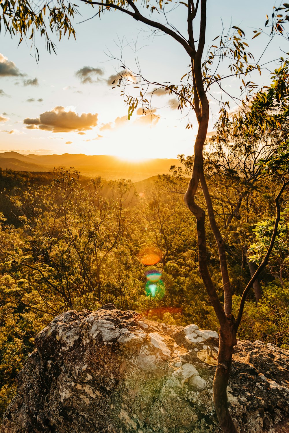 green trees on mountain during sunset