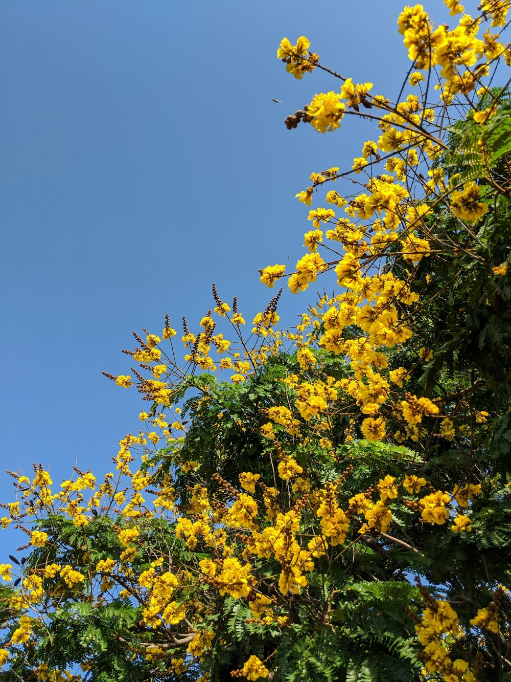 yellow leaves on tree branch during daytime