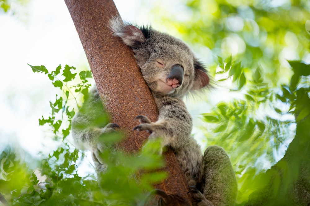 koala bear on tree during daytime