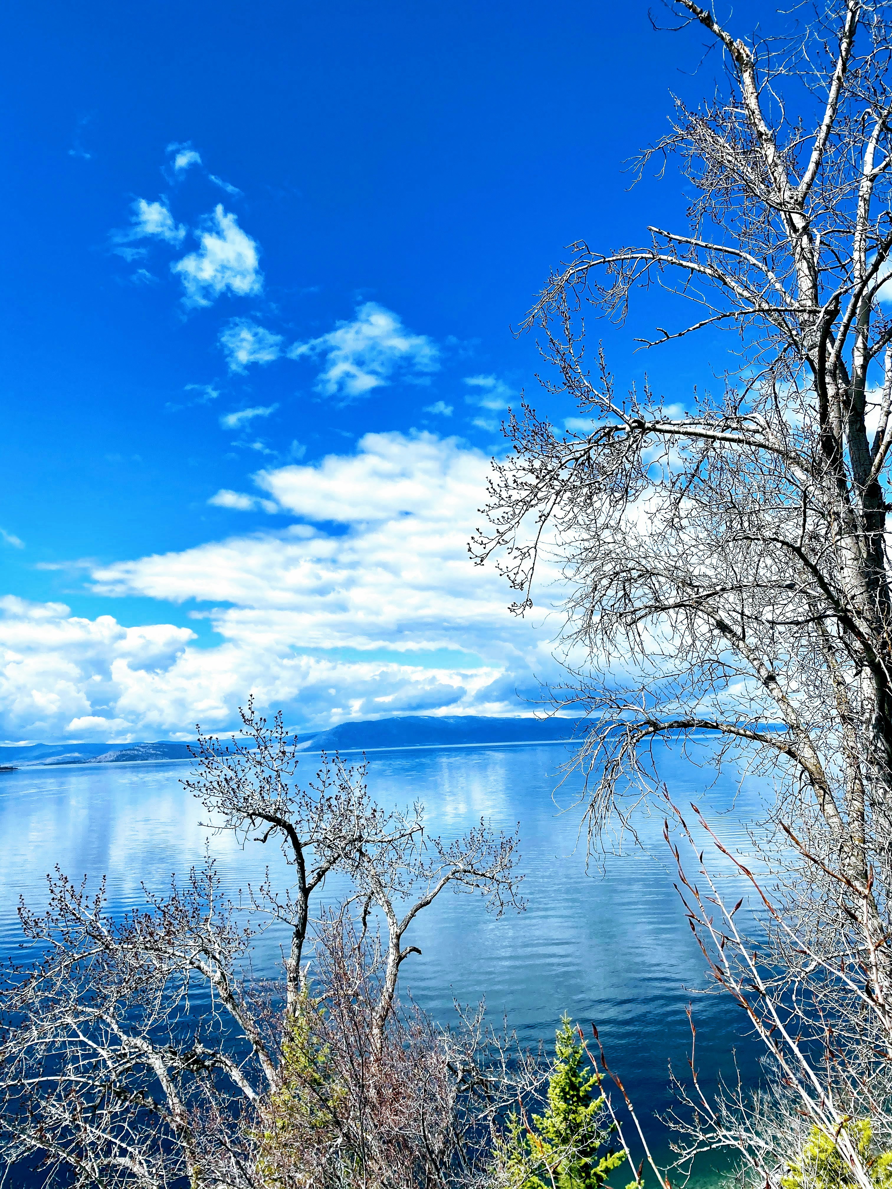 leafless tree on body of water under blue sky during daytime