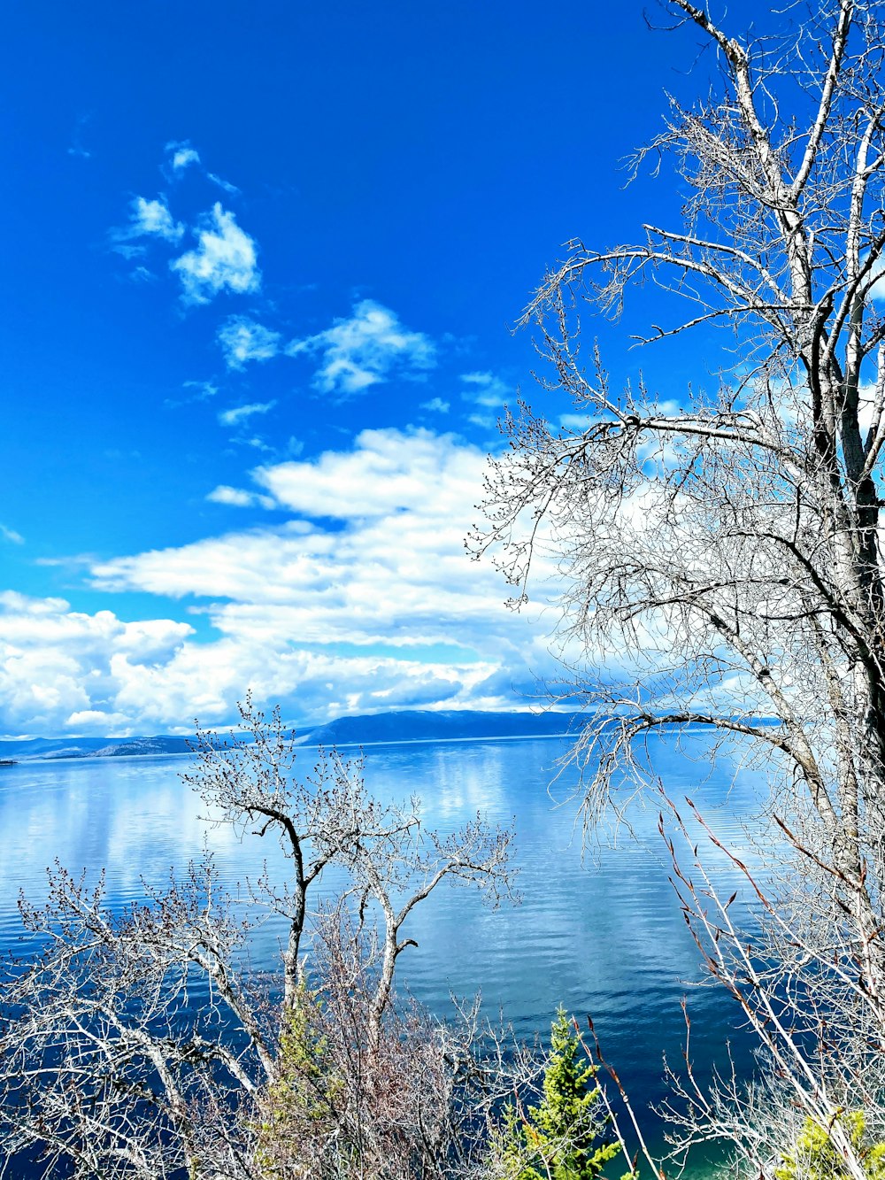 leafless tree on body of water under blue sky during daytime