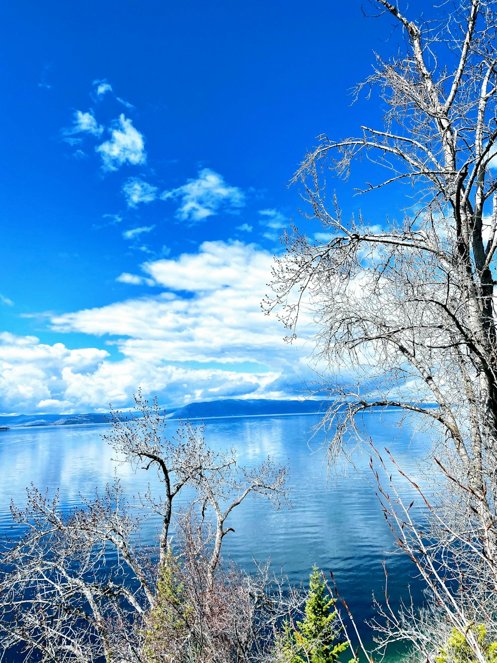 árbol sin hojas en el cuerpo de agua bajo el cielo azul durante el día