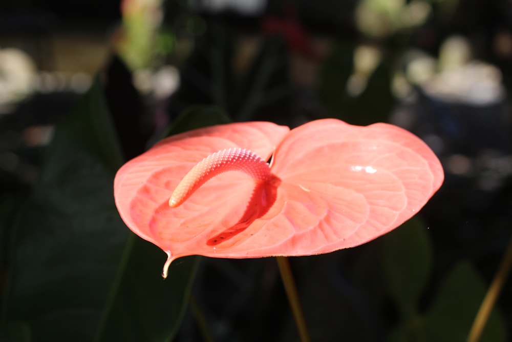 pink flower in tilt shift lens